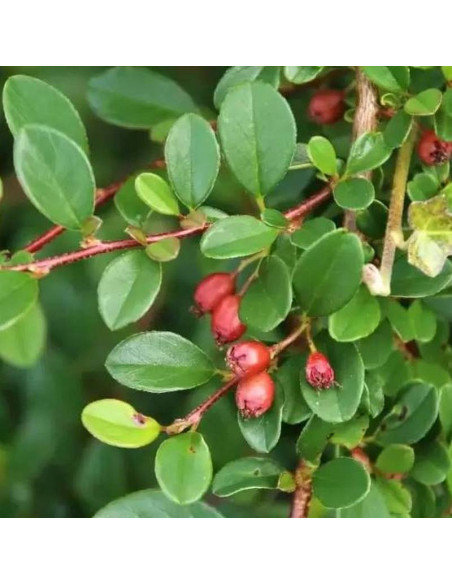 Cotoneaster dammeri Irga Dammera Mooncreeper