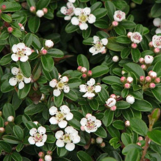 Irga Dammera Mooncreeper Cotoneaster dammeri