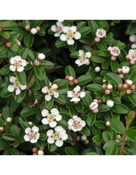 Irga Dammera Mooncreeper Cotoneaster dammeri