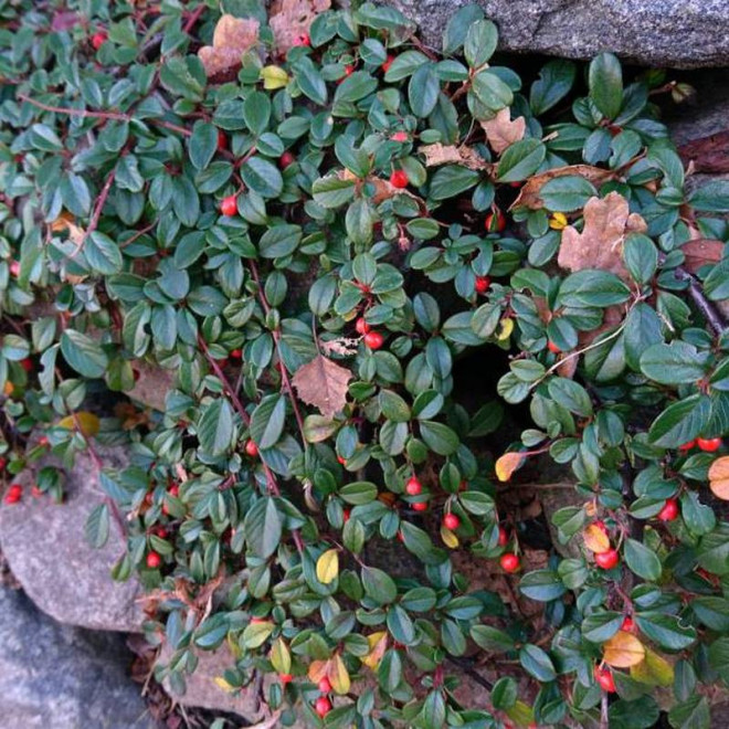 Mooncreeper Cotoneaster dammeri Irga Dammera