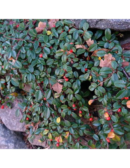 Mooncreeper Cotoneaster dammeri Irga Dammera