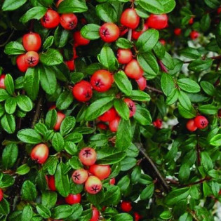 Irga szwedzka Coral Beauty Cotoneaster suecicus 2