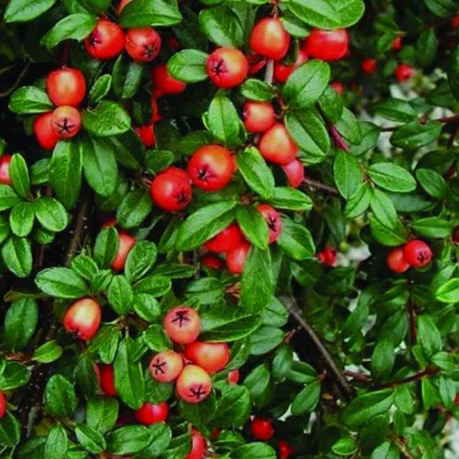 Cotoneaster suecicus Irga szwedzka Coral Beauty