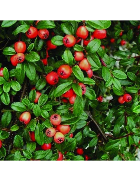 Cotoneaster suecicus Irga szwedzka Coral Beauty