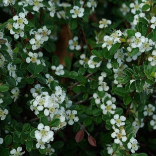 Irga szwedzka Coral Beauty Cotoneaster suecicus