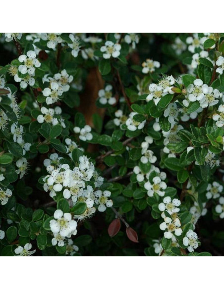 Irga szwedzka Coral Beauty Cotoneaster suecicus