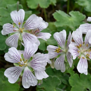 Geranium renardii Bodziszek Renarda