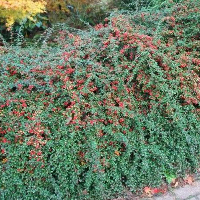 Irga szwedzka Cotoneaster suecicus Coral Beauty