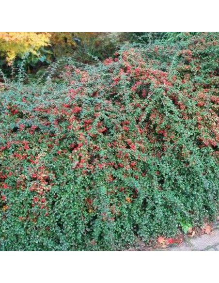 Irga szwedzka Cotoneaster suecicus Coral Beauty
