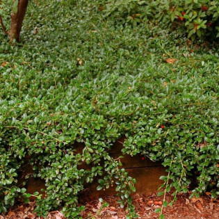 Irga rozesłana Eichholz Cotoneaster dammeri 2