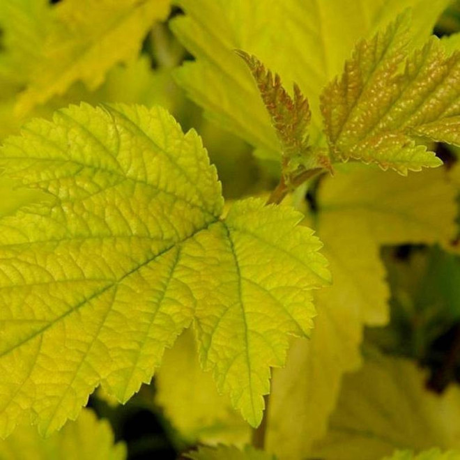 Physocarpus opulifolius Pęcherznica kalinolistna Nugget