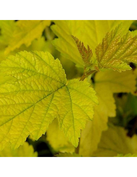 Physocarpus opulifolius Pęcherznica kalinolistna Nugget