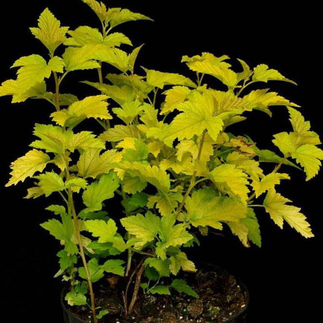 Pęcherznica kalinolistnaPhysocarpus opulifolius Nugget