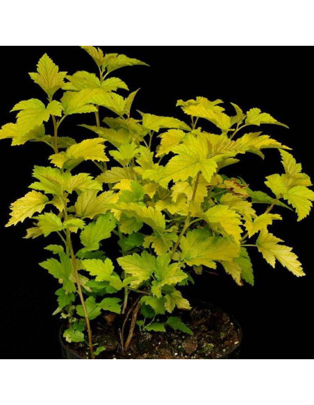 Pęcherznica kalinolistnaPhysocarpus opulifolius Nugget