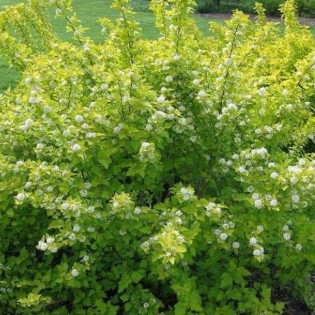 Pęcherznica kalinolistna Nugget Physocarpus opulifolius