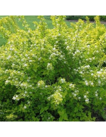 Pęcherznica kalinolistna Nugget Physocarpus opulifolius