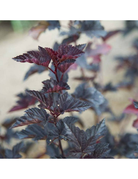 Pęcherznica kalinolistna Midnight PBR Physocarpus opulifolius