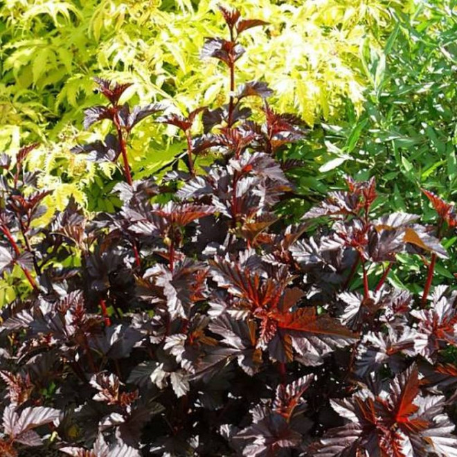 Physocarpus opulifolius Pęcherznica kalinolistna Midnight PBR