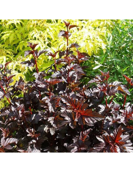 Physocarpus opulifolius Pęcherznica kalinolistna Midnight PBR