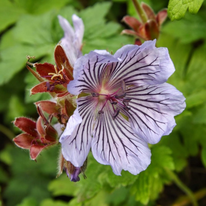 Bodziszek Renarda Geranium renardii