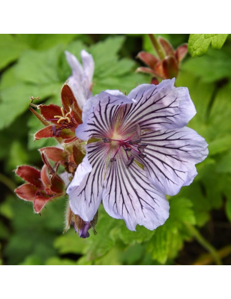 Bodziszek Renarda Geranium renardii