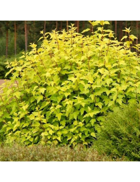 Pęcherznica kalinolistna Luteus Physocarpus opulifolius