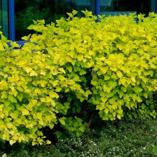 Pęcherznica kalinolistna Luteus Physocarpus opulifolius 2