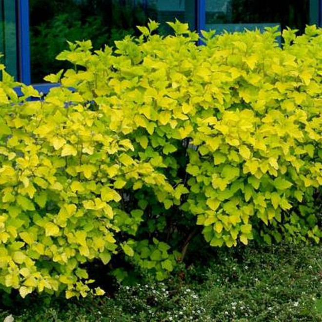 Physocarpus opulifolius Pęcherznica kalinolistna Luteus