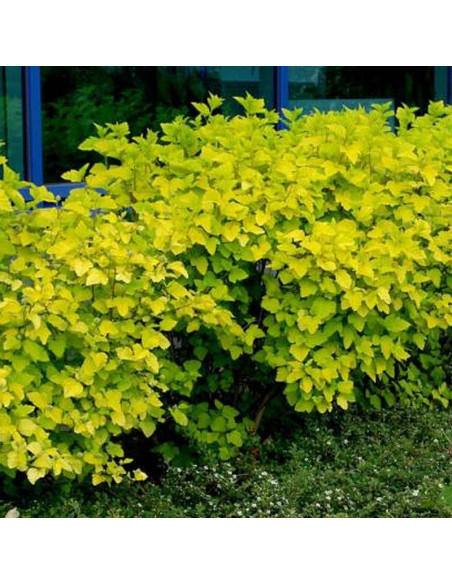 Physocarpus opulifolius Pęcherznica kalinolistna Luteus