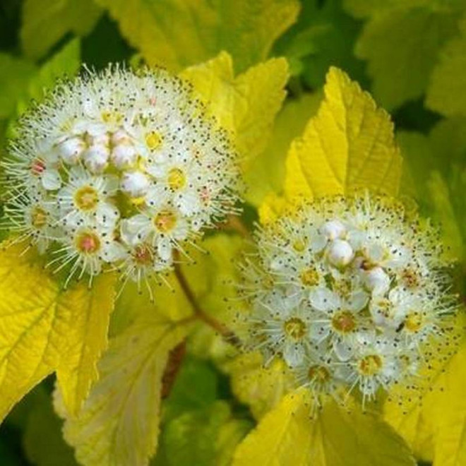 Luteus Physocarpus opulifolius Pęcherznica kalinolistna