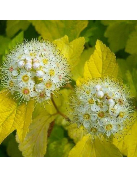 Luteus Physocarpus opulifolius Pęcherznica kalinolistna
