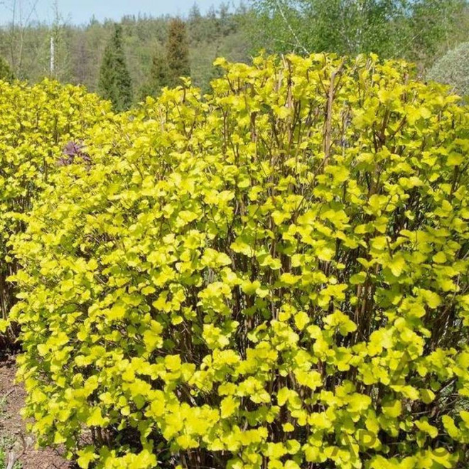 Pęcherznica kalinolistnaPhysocarpus opulifolius Luteus