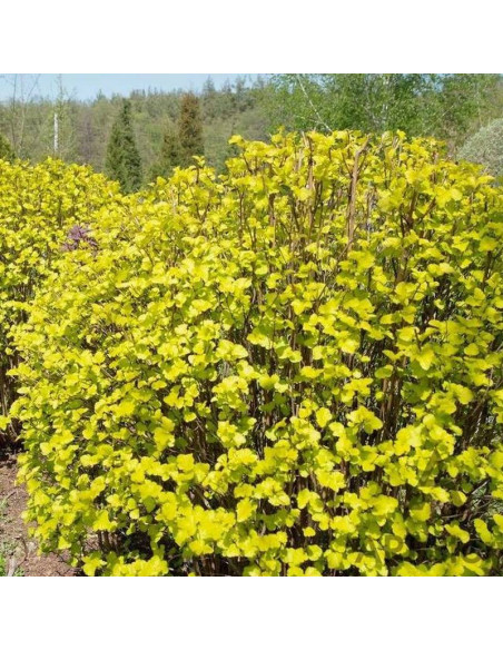 Pęcherznica kalinolistnaPhysocarpus opulifolius Luteus