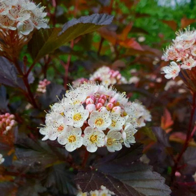 Physocarpus opulifolius Pęcherznica kalinolistna Little Joker PBR