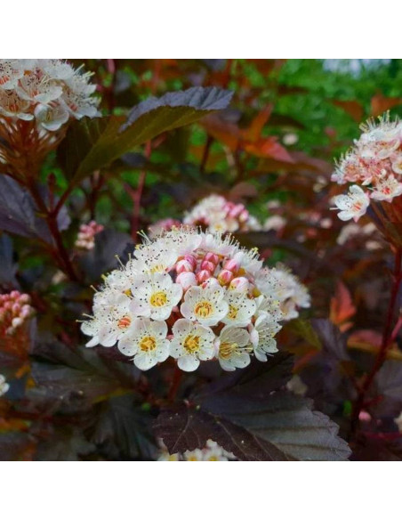 Physocarpus opulifolius Pęcherznica kalinolistna Little Joker PBR