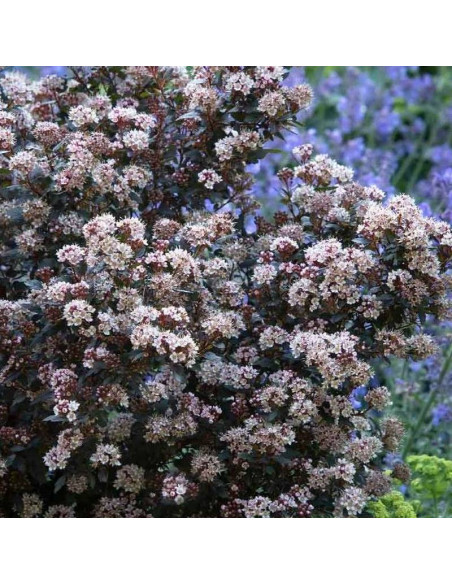 Pęcherznica kalinolistna Little Joker PBR Physocarpus opulifolius