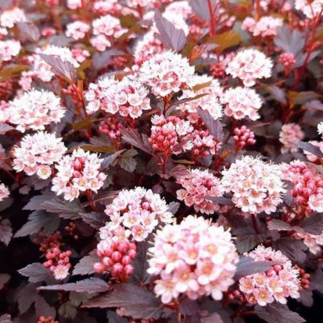 Pęcherznica kalinolistna Physocarpus opulifolius Little Joker PBR