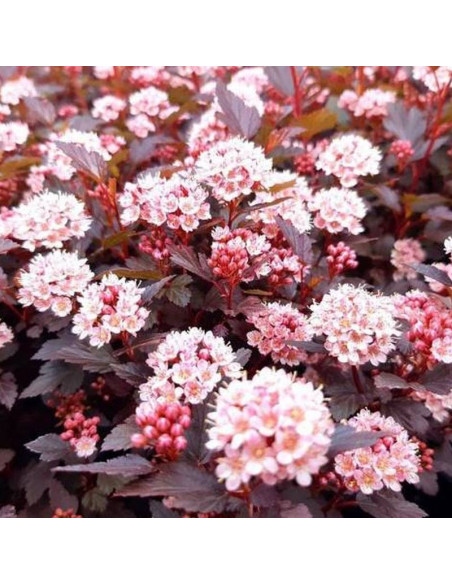 Pęcherznica kalinolistna Physocarpus opulifolius Little Joker PBR