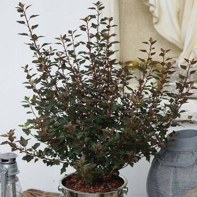 Little Joker PBR Physocarpus opulifolius Pęcherznica kalinolistna