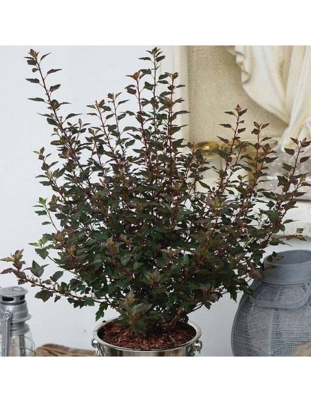 Little Joker PBR Physocarpus opulifolius Pęcherznica kalinolistna