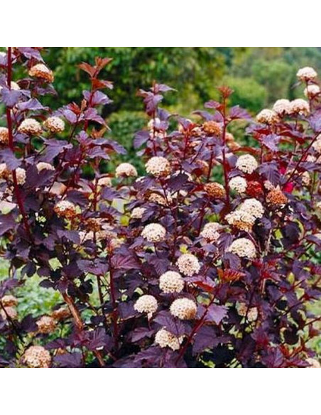 Pęcherznica kalinolistna Little Devil PBR Physocarpus opulifolius