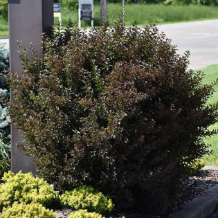 Pęcherznica kalinolistna Little Devil PBR Physocarpus opulifolius 2