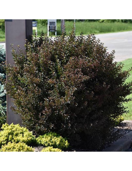 Little Devil PBR Physocarpus opulifolius Pęcherznica kalinolistna