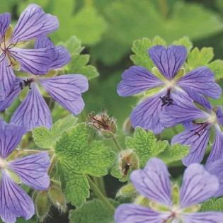 Geranium renardii Bodziszek Renarda Philippe Vapelle 2