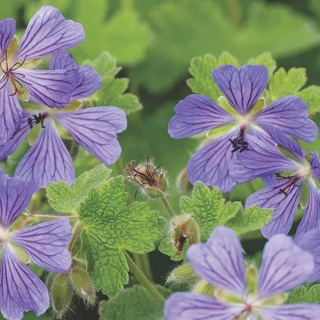 Bodziszek Renarda Philippe Vapelle Geranium renardii