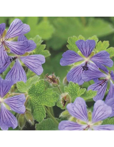Bodziszek Renarda Philippe Vapelle Geranium renardii