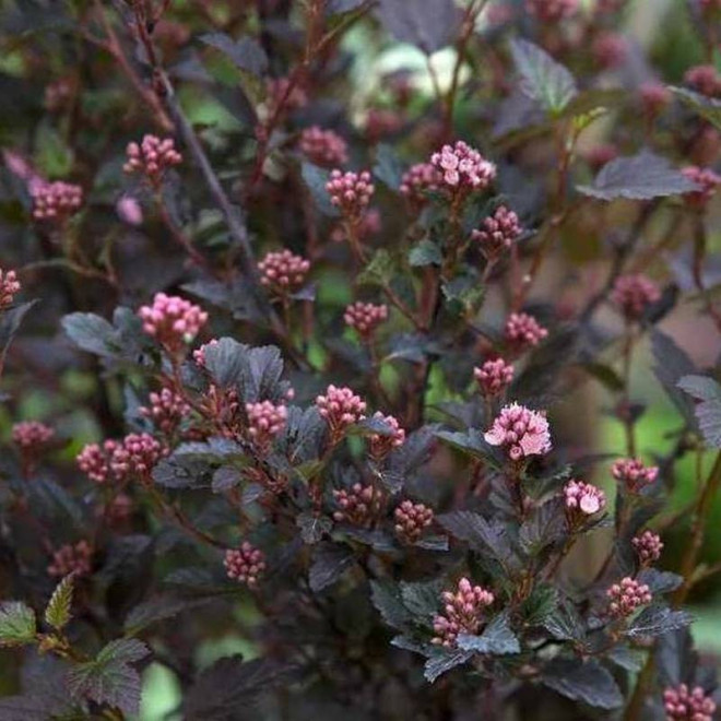 Physocarpus opulifolius Pęcherznica kalinolistna Little Devil PBR