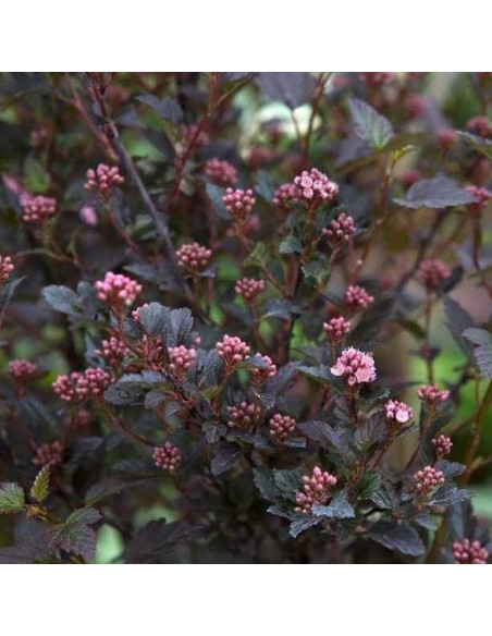 Physocarpus opulifolius Pęcherznica kalinolistna Little Devil PBR