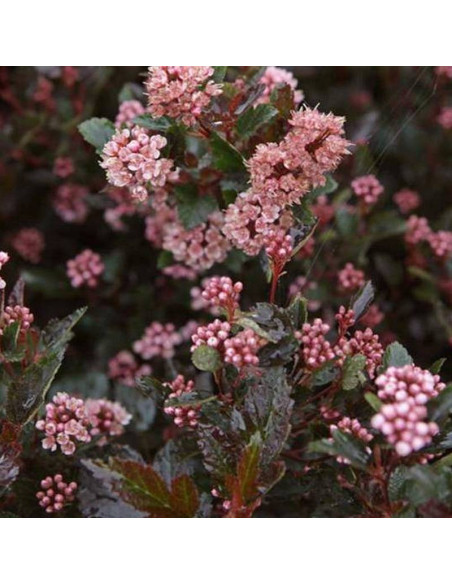 Pęcherznica kalinolistnaPhysocarpus opulifolius Little Devil PBR