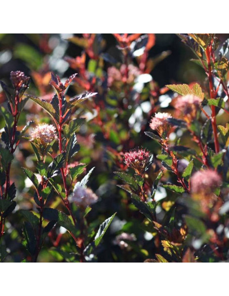 Pęcherznica kalinolistna Little Devil PBR Physocarpus opulifolius